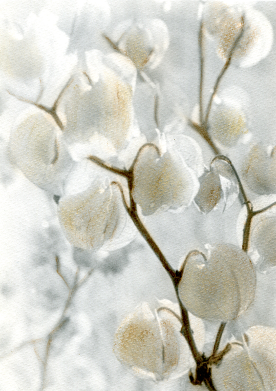 Ephemera - Hand Colored Silver Gelatin Photography by Gwen Arkin