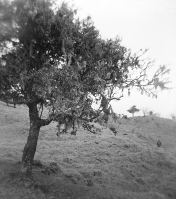 'Iliahi (Sandalwood) - Silver Gelatin Photography by Gwen Arkin