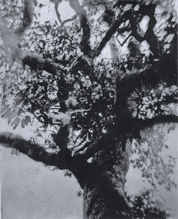 Kauila - Photogravure Photography by Gwen Arkin