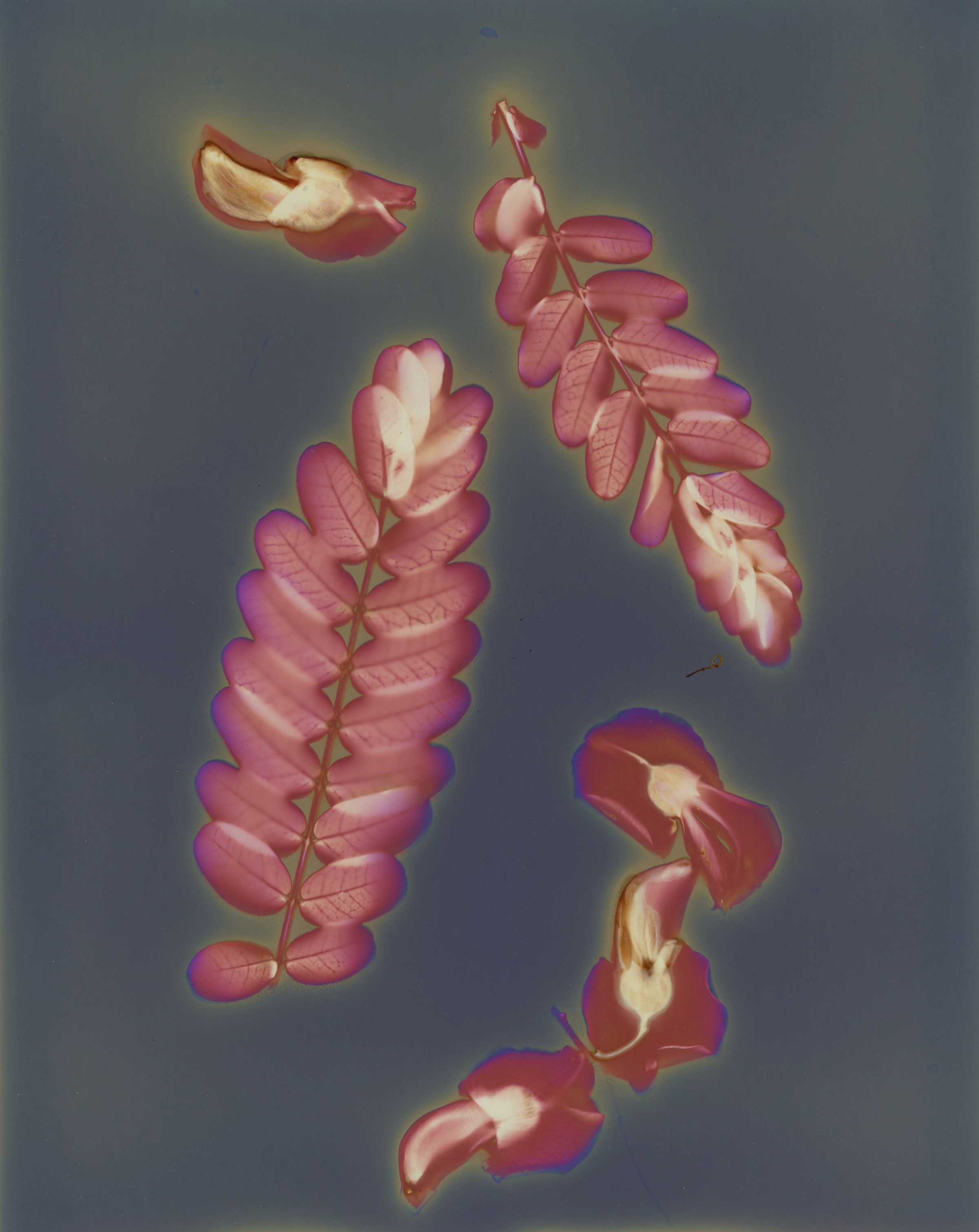 ʻōhai