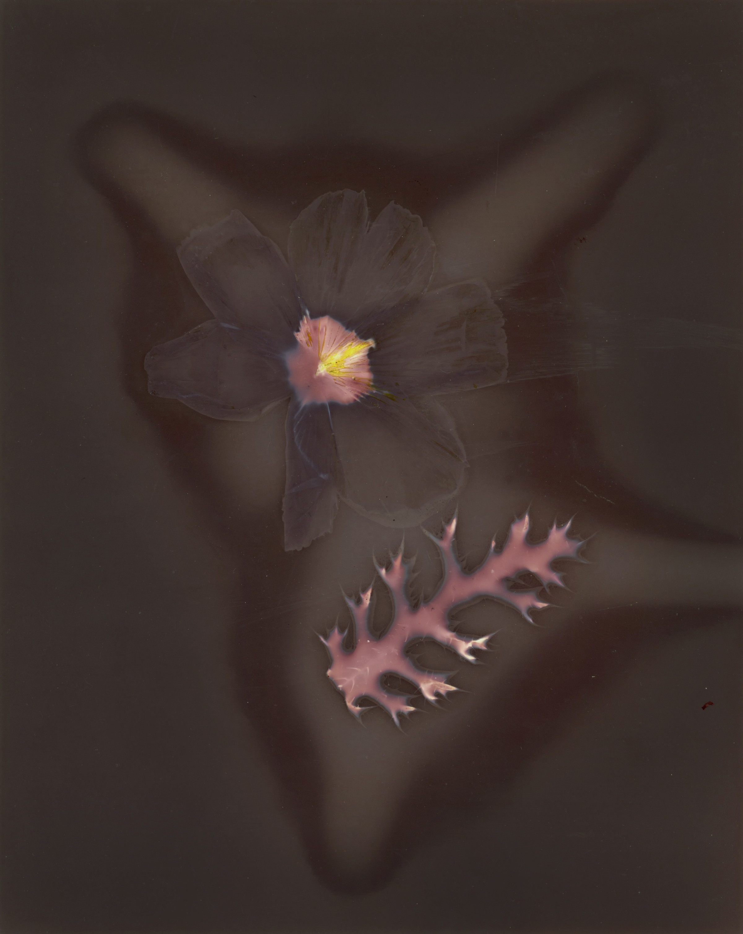 pua kala