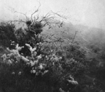 Auwahi - Photogravure Photography by Gwen Arkin