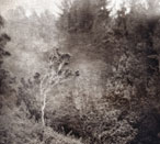 'Ohia Lost - Photogravure Photography by Gwen Arkin