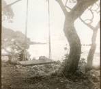 A Swing in Hana - Van Dyke Brown Photography by Gwen Arkin